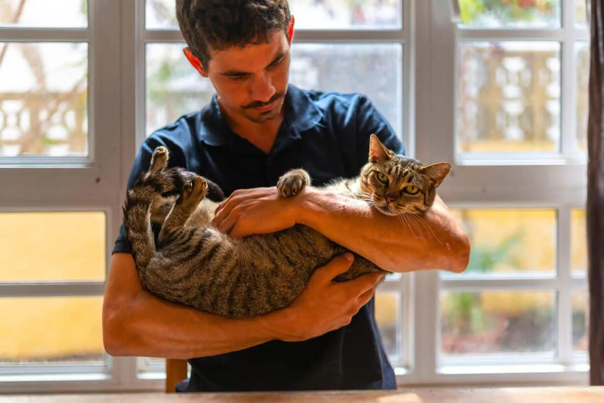 Wie sich Katzen erinnern – eine Untersuchung ihrer Gedächtnisfähigkeiten