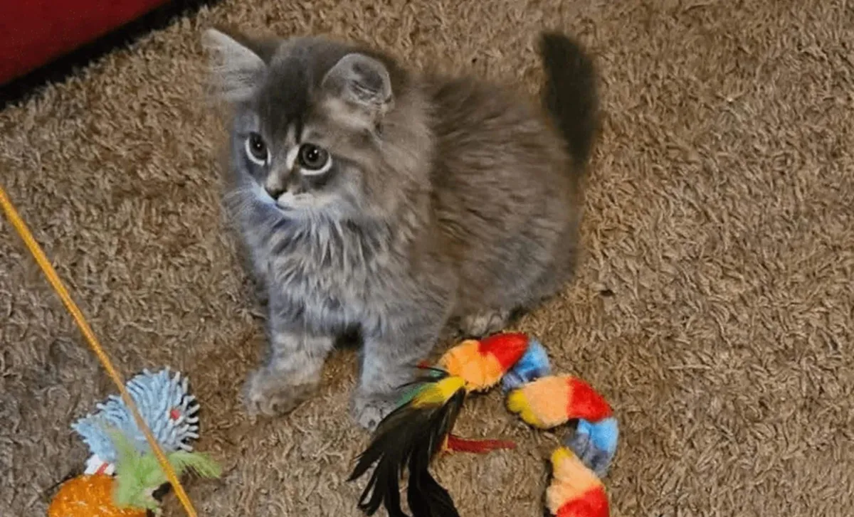 Wie aus Facebook-Scrollen eine virale Adoptionsgeschichte wurde